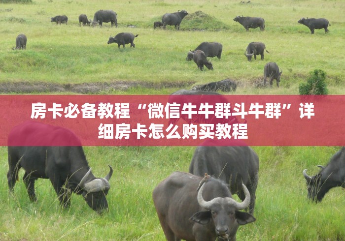 房卡必备教程“微信牛牛群斗牛群”详细房卡怎么购买教程